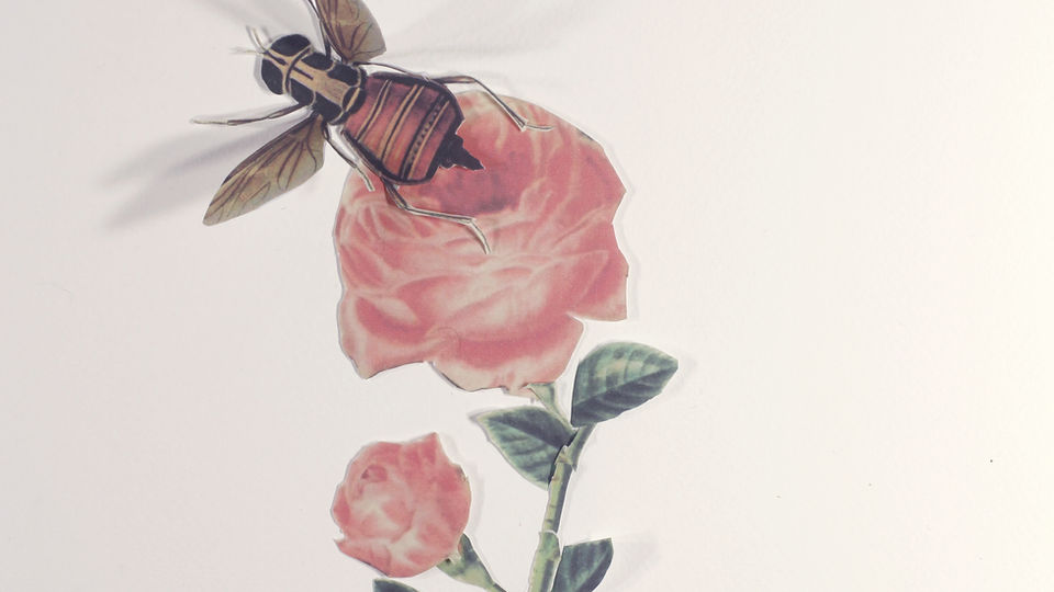 Fleurs animées